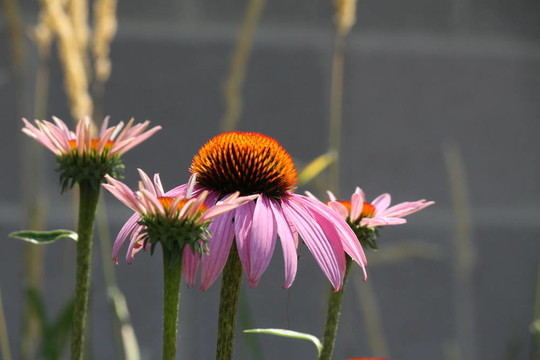 紫松果菊
