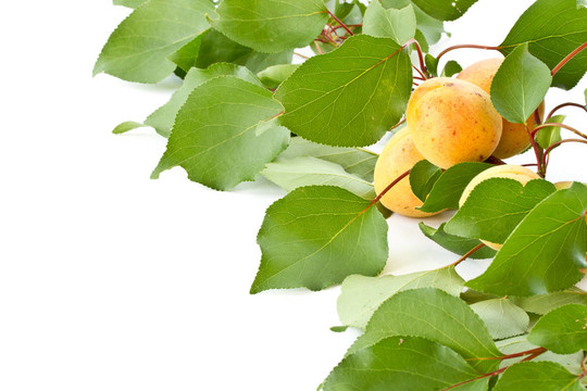 分支與杏