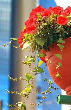 街上的花