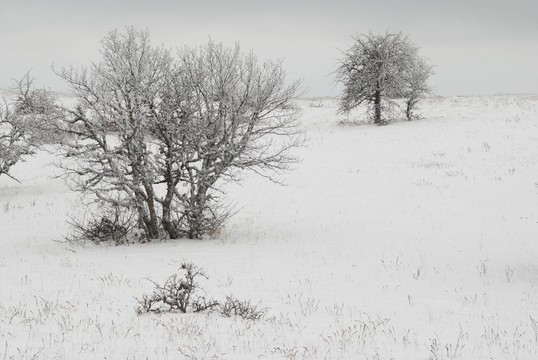 冰雪樹的冬季景觀。