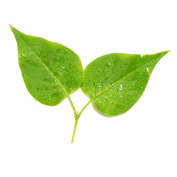 兩個(gè)綠色的丁香葉。