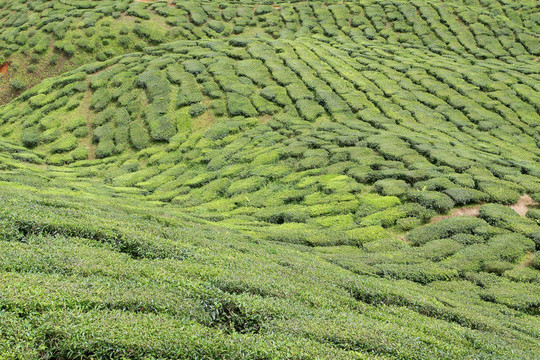 茶樹