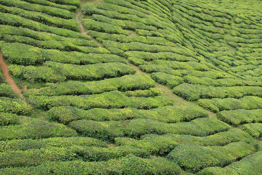 茶樹
