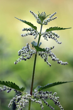 異株蕁麻；常見的蕁麻