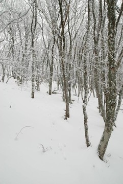 冰雪樹(shù)的冬季景觀。