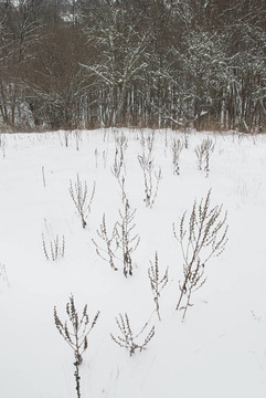 冰雪樹的冬季景觀。