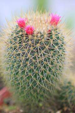 仙人掌花