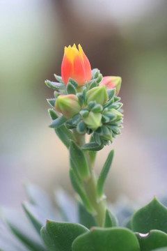 仙人掌的花