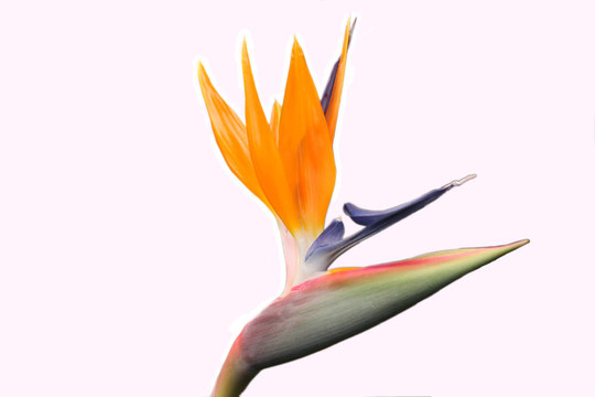在白色的鳥