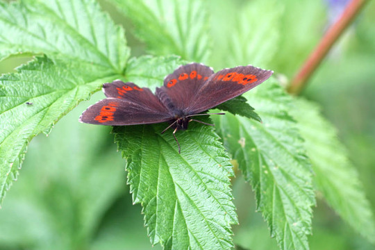 Erebia ligea（Arran Brown）