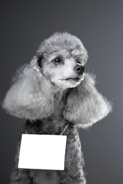 可愛的灰色貴賓犬與你的文字在灰色背景片的肖像