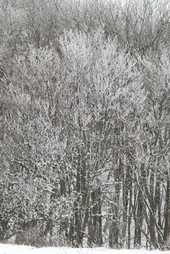 冰雪樹的冬季景觀。