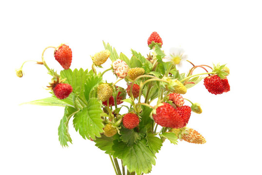 野草莓