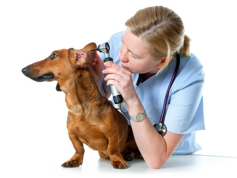 獸醫(yī)檢查病犬