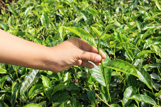 把茶葉