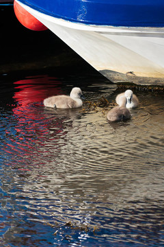 疣鼻天鵝小天鵝（Cygnus olor）