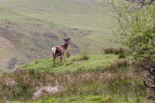 馬鹿（Cervus elaphus）