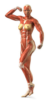 女性前肌肉系統(tǒng)解剖的健美姿勢(shì)