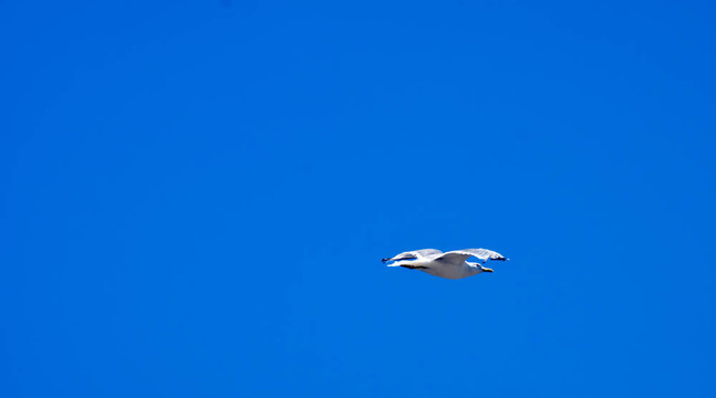 鳥飛