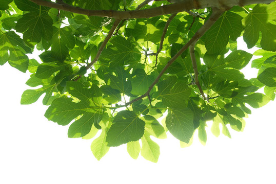 綠色無花果樹葉
