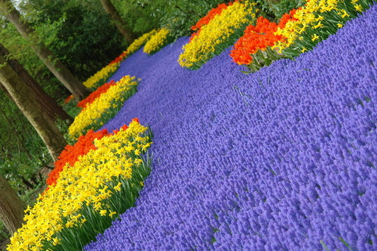春季花壇