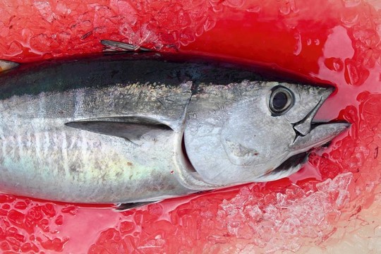 藍鰭金槍魚的咸水魚