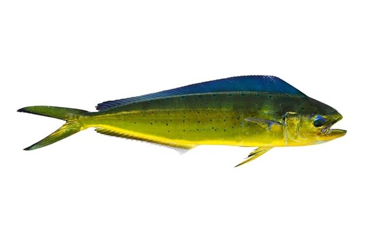 又名劍魚海豚魚鰍白