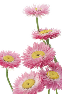 雛菊