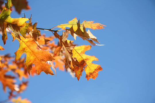 在晴朗的藍(lán)天上紅黃的落葉