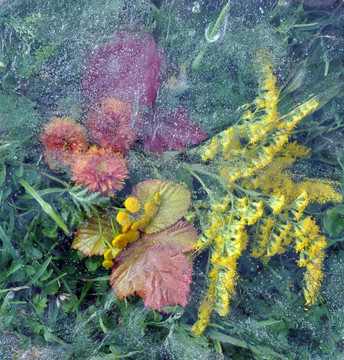 樹葉；葉；花；冰下的草