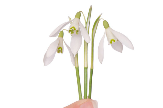 雪花蓮
