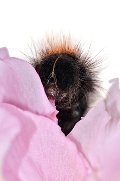 aterpillar