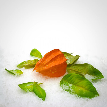 雪中的樹葉