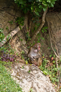 野生的猴子（Rhesus Macaque）
