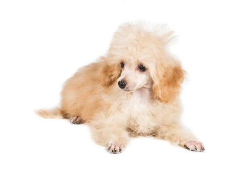 杏色貴賓犬的畫像在白色背景