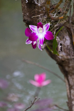 美麗的蘭花，蝴蝶蘭