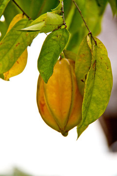 蘋(píng)果樹(shù)上的蘋(píng)果樹(shù)