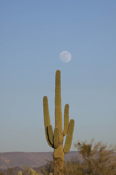 Suguaro和Full Moon