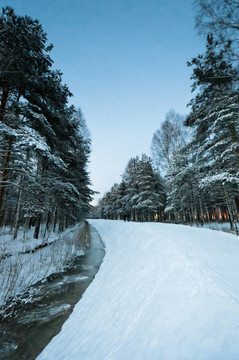 雪在雪的樹林里