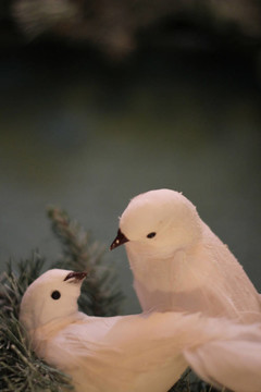 兩只斑鳩