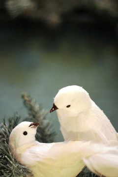 兩只斑鳩