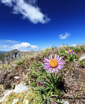 高山紫菀