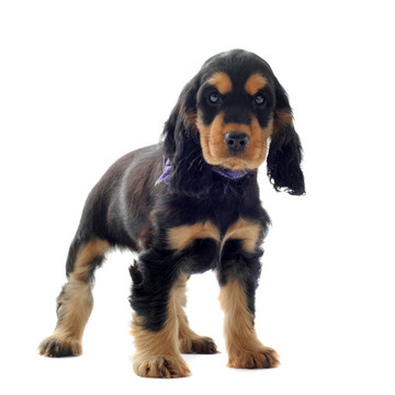 英國可卡犬幼犬