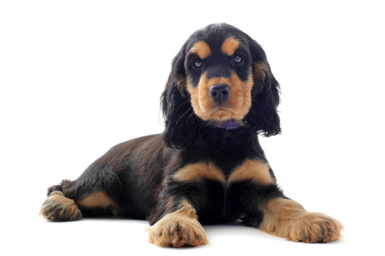 英國可卡犬幼犬