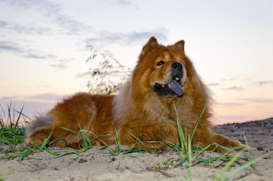 松獅犬