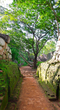 在錫吉里亞古宮公園附近的山上；斯里蘭卡（錫蘭）。