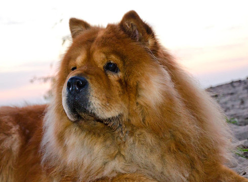松獅犬