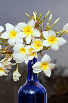 雞蛋花