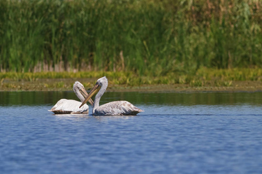 斑點狗鵜鶘（Pelecanus crispus）