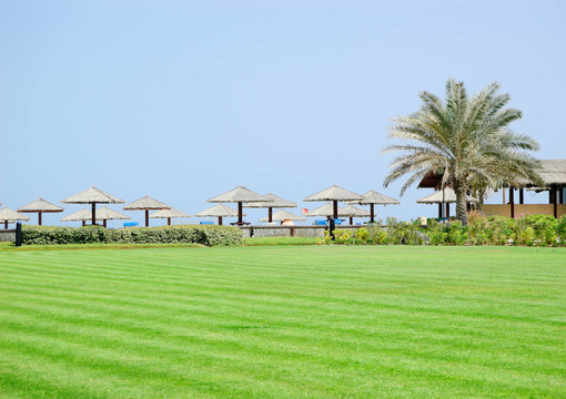 草坪；棕櫚和海灘；UAE